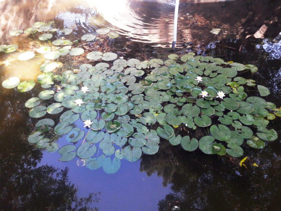 <span style='color:#8697A8;font-size:12px; font-family:tahoma;'> حدیث مفصل از سرنوشت غم‌انگیز گل نیلوفر </span><br>پاسکاری بدون گُل